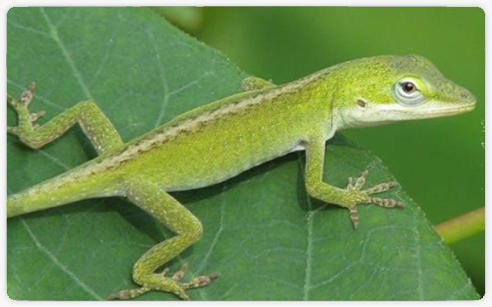 Lizard-Control Pest Control