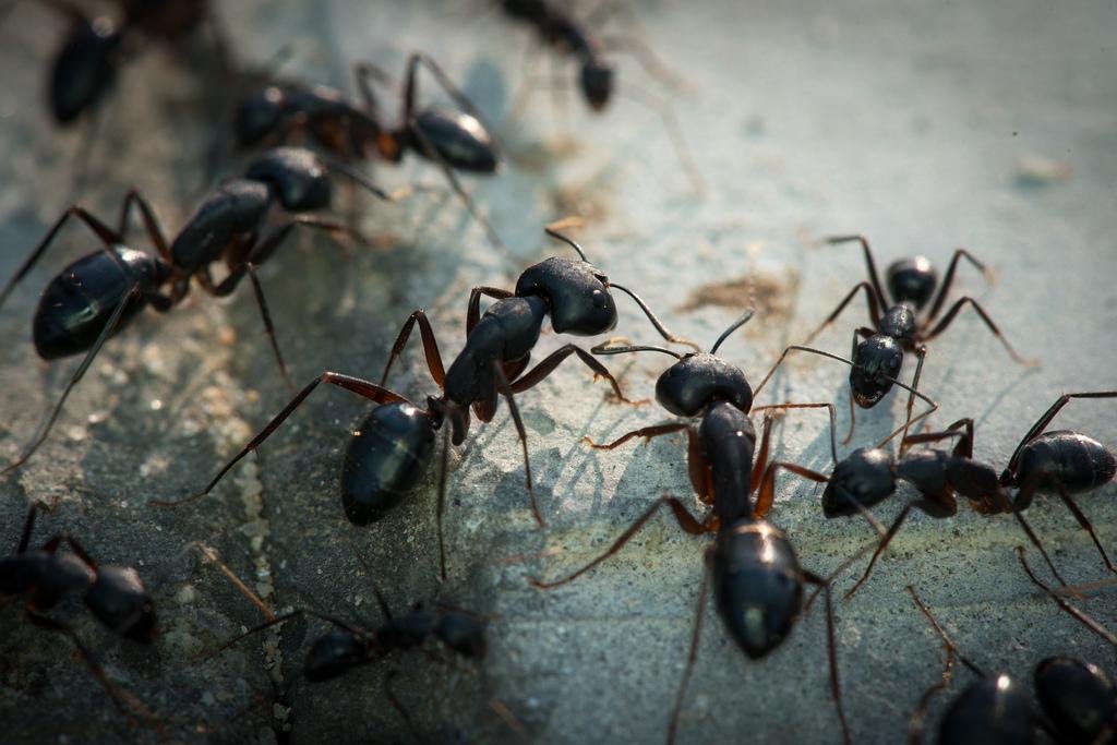 Ant Control Service