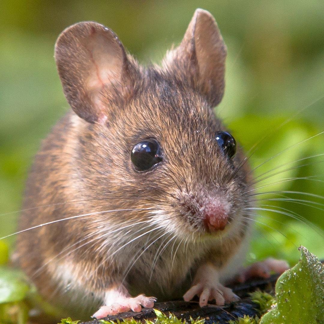 Rodent Control Service